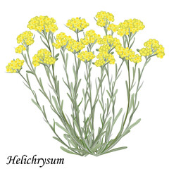 Helichrysum arenarium (immortelle, dwarf everlast) medicinal plant, vector realistic illustration.