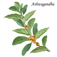 Ashwagandha (withania somnifera), medicinal plant with red berries and green leaves, vector illustration.