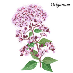 Aromatic and medicinal plant Oregano (origanum, majorana) with pink and purple flowers, vector illustration.