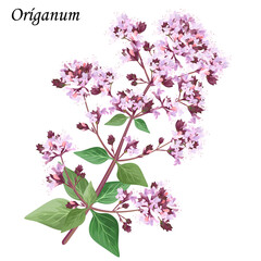 Oregano (origanum, majorana), medicinal plant with purple flowers and green leaves, vector illustration.
