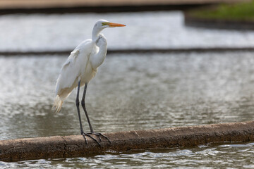 The majestic Great Egret also know as Garça or garceta. Species Ardea alba. Animal world. Bird lover. Birdwatcher. Birding
