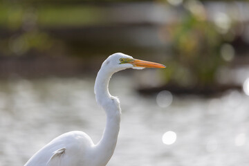 The majestic Great Egret also know as Garça or garceta. Species Ardea alba. Animal world. Bird lover. Birdwatcher. Birding