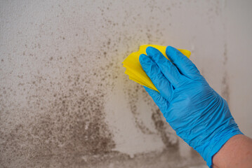 Close-up of woman's hand in blue gloves cleaning mold from wall. Formation of black mold due to...