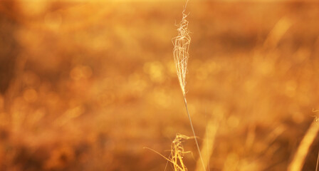 wild field grasses in a field in the early morning