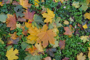 Backdrop - colorful fallen leaves of maple on the greenery in November