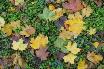 Background - colorful fallen leaves of maple on the greenery in November