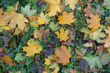Bright and colorful fallen laves of maple on the greenery from above in November