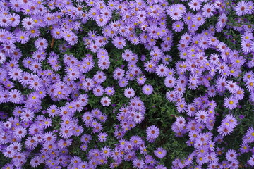 View of numerous violet flowers of Michaelmas daisies from above © Anna