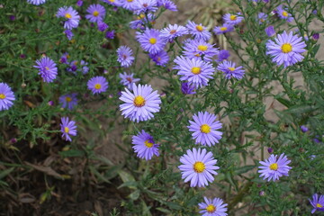 Obraz premium Violet flowers of Michaelmas daisies in September