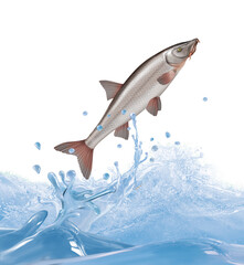 poisson, barbeau fluviatile, animal, isolé, bulle, congelé, frais, glacé, froid, pêche, eau, aliment, attraper, blanc, eau douce, nature, océan, fleuve, le perche, ailette, aquarium, lac, queue, écail