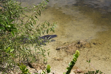 Alligator hiding behind bushes in a canal of the Everglades in Florida - Alligator hinter Büschen...