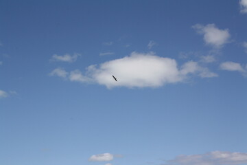 Seemöwe am Himmel vor einer weißen Wolke