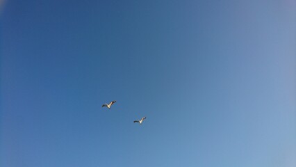 Fototapeta na wymiar Flying brown pelicans against blue sky in Florida - Fliegende braune Pelikane am strahlend blauen Himmel in Florida
