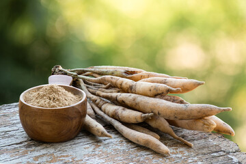 Shatavari or Asparagus racemosus roots and powder on nature background.