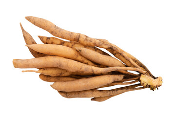 Shatavari or Asparagus racemosus roots isolated on white background with clipping path.top view.