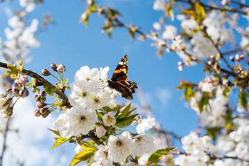 Cherry blossoms at the end of winter
