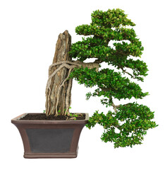 Bonsai terminalia ivorensis tree isolated on white background with clipping path.