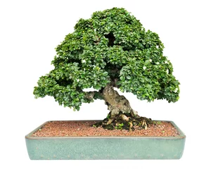Fotobehang Premna or Ficus bonsai tree isolated on white background with clipping path. © wasanajai
