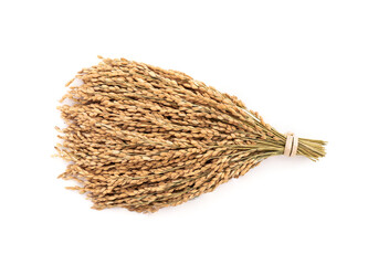 Ear of japanese rices isolated on white background.top view,flat lay.