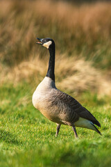 Canada Geese, Canada Goose, Branta Canadensis in habitat