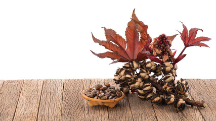 Castor fuirts on wood table isolated white background