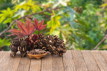 Castor fuirts and seeds on wood table on nature background.