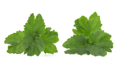 Patchouli or Pogostemon cablin branch green leaves isolated on white background.with clipping path. - obrazy, fototapety, plakaty