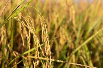 Rice field on nature background.