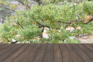 Empty wood table and pine tree background.For montage product display.