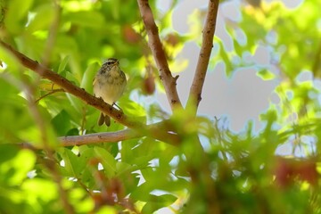 Ein Gelbbrauen-Laubsänger (Phylloscopus inornatus), Yellow-browed warbler, auf Fuerteventura.