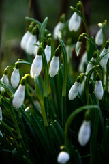Piękna roślina kwiatek biały przebiśnieg wiosenny z zielonymi łodygami rosnąca w ogrodzie za...