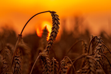 Getreide im Gegenlicht bei Sonnenuntergang