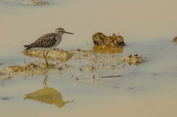 common sandpipper