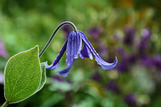 A flower of Clematis whole-leaved in the raindrops