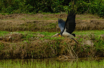 bird in flight