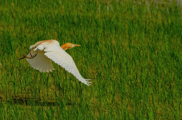 heron in flight