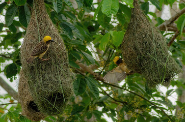 bird nest in the tree