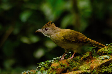 bird on a wood
