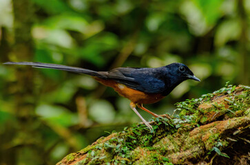 White-rumped shama