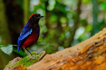 garnet pitta on a wood