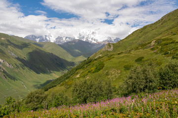 A hiking trail leading to Chubedishi viewpoint. There is an amazing view on the Shkhara Glacier,near the village Ushguli the Greater Caucasus Mountain Range in Georgia, Svaneti Region. Pink Flowers