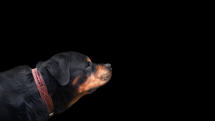 Rottweiler breed dog profile, on a darck background - a portrait looking into the distance with interest, selective focus