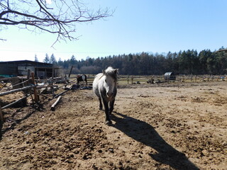 horse Equus ferus caballus domesticated, odd-toed, hoofed mammal. It belongs to the taxonomic...