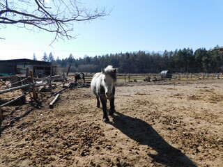 horse Equus ferus caballus domesticated, odd-toed, hoofed mammal. It belongs to the taxonomic...