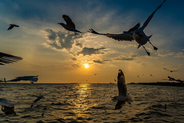Flock Seagull are Flying on sunset background ,Bang poo ,Samutpragan, Thailand .