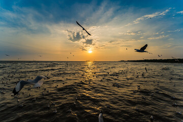 Flock Seagull are Flying on sunset background ,Bang poo ,Samutpr