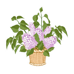A bouquet of fresh lilac in a basket. Vector illustration on white background.Flower composition .