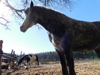 horse Equus ferus caballus domesticated, odd-toed, hoofed mammal. It belongs to the taxonomic...