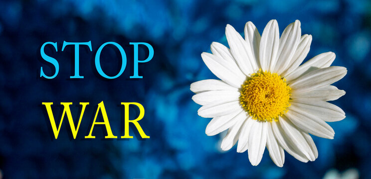 Fotograf&iacute;a de una margarita con los colores de la bandera de Ucrania y el mensaje "STOP WAR"