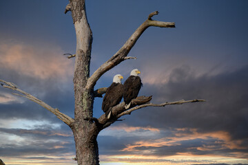 american bald eagle on branch, sky